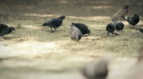 Pigeons Eating 02 Stock Footage