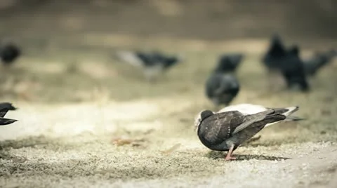 Pigeons Eating 03 Stock Footage