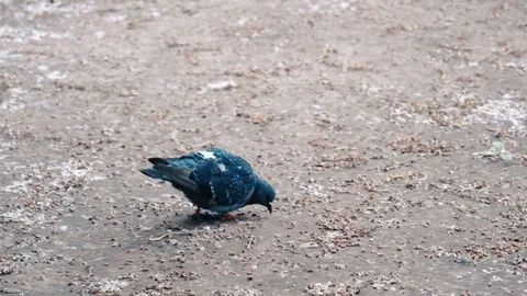 Pigeons eating 4K Stock Footage 76945604