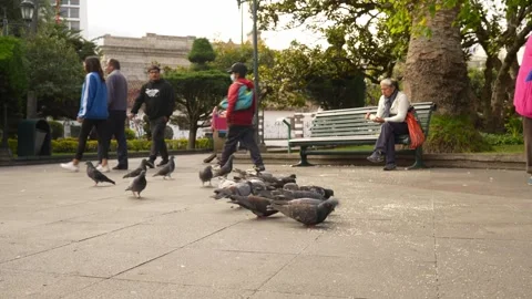 Pigeons eating and a guy makes them fly.MOV Stock Footage 277631836