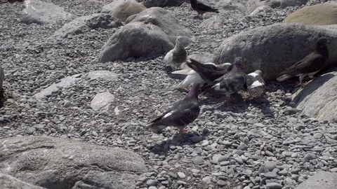 Pigeons Eating On The Beach Stock Footage 108586900