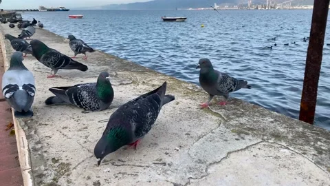 Pigeons eating on the beach Stock Footage 171368088