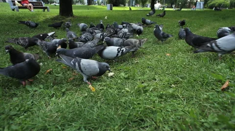 Pigeons eating bread Stock Footage 42178723