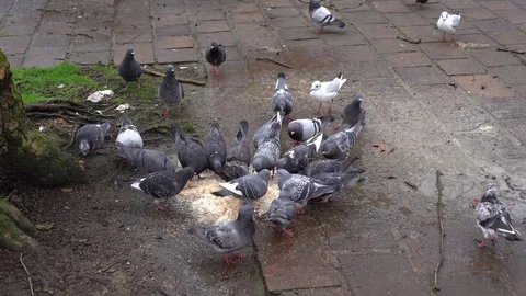 Pigeons eating bread Stock Footage 124228308