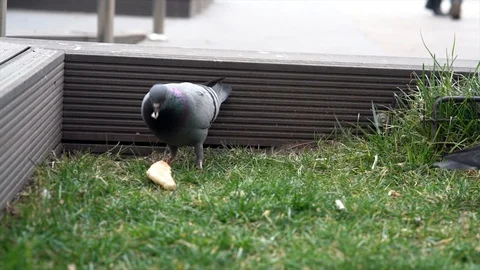 Pigeons eating bread Stock Footage 126273077