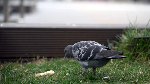 Pigeons eating bread Stock Footage 126274019