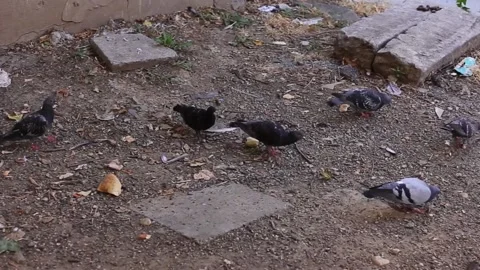 Pigeons eating bread Stock Footage 202691520
