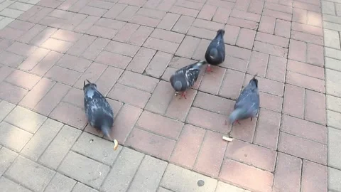 Pigeons eating bread on the sidewalk Stock Footage 158012311