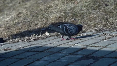 Pigeons eating bread slow motion Stock Footage 272173110