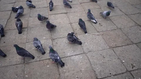 Pigeons eating bread slow motion Stock Footage 272337557