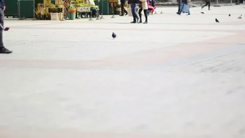 Pigeons eating bread on town square while people walking Stock Footage 86362111