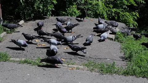 Pigeons Eating Crumbles, Close Up Stock Footage 91699429