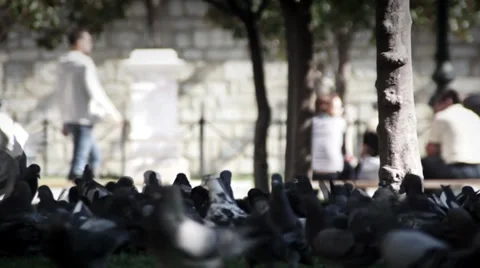 Pigeons eating. Stock Footage 33409556