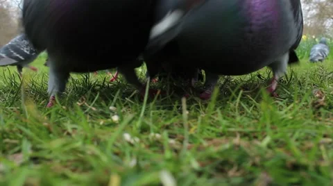 Pigeons eating 動画素材 61847292
