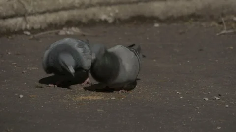 The pigeons eating 스톡 동영상 87344973