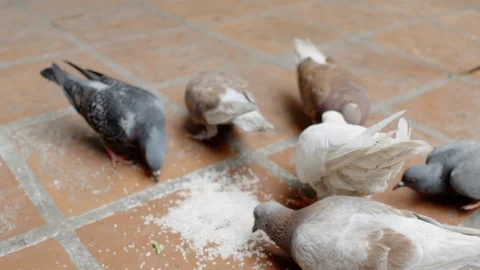 Pigeons eating Video stock 88176761