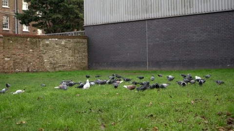 Pigeons eating Vídeos de archivo 100144679