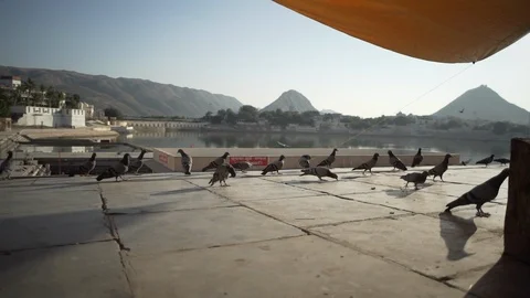 Pigeons eating Stock Footage 111790517