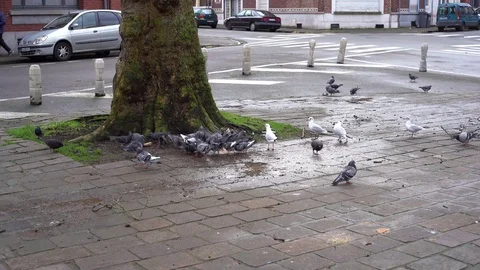 Pigeons eating Vídeo Stock 124228292
