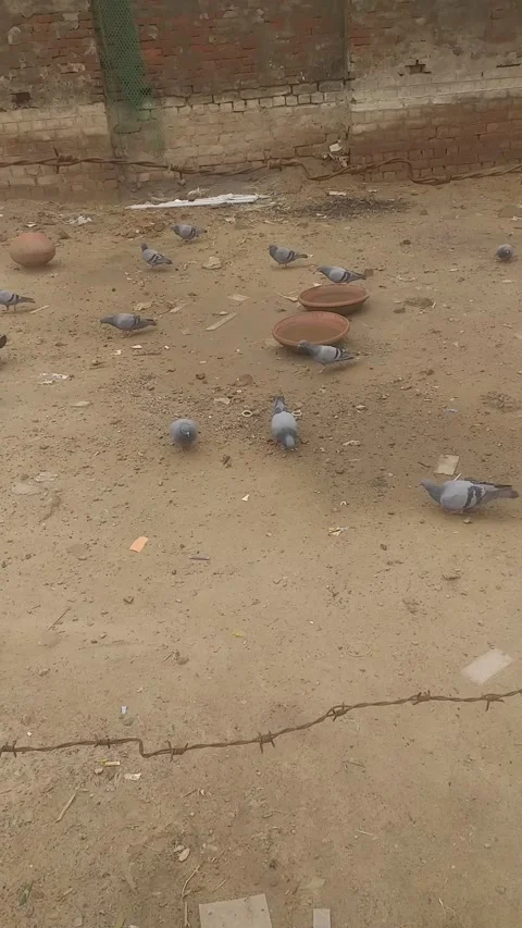 Pigeons eating Stock Footage 154113484