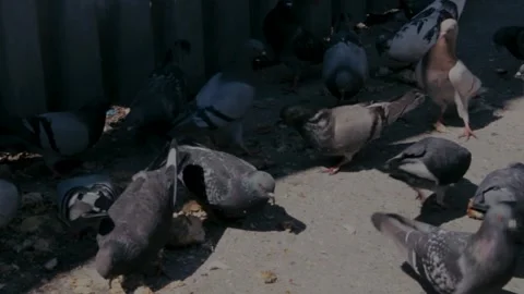 PIGEONS EATING Stock Footage 251676583
