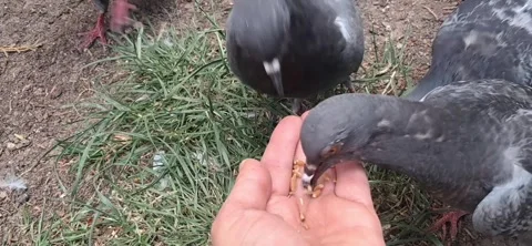 Pigeons eating grains from human hand 動画素材 336893692