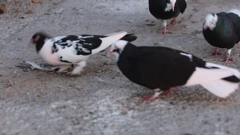 Pigeons eating from ground Stock Footage 92572082