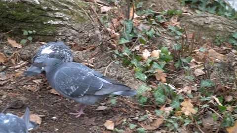Pigeons eating in on the ground of a forest Vídeo Stock 89783226