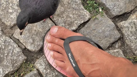 Pigeons eating on the ground next to man feet on flip-flops. Stock Footage 255214932