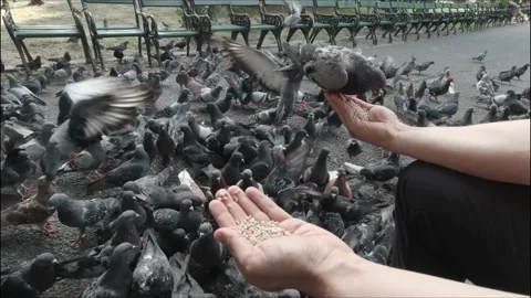 Pigeons eating on the hand Stockbeeldmateriaal 151389893
