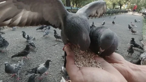 Pigeons eating on the hand Stock Footage 151390248