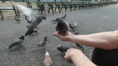Pigeons eating on the hand Video stock 151390253