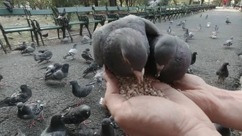 Pigeons eating on the hand Stock Footage 151390255