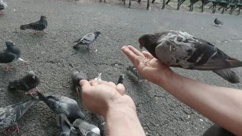 Pigeons eating on the hand Stock Footage 151390258