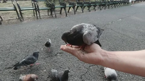 Pigeons eating on the hand Video stock 151390276