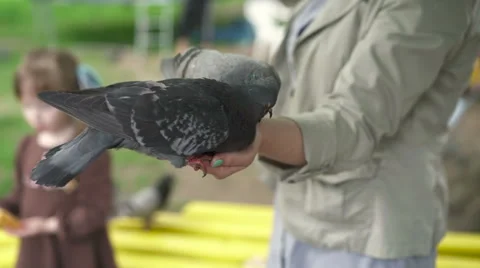 Pigeons eating with hands Stock Footage 64899991