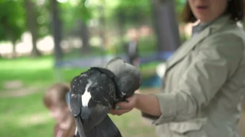 Pigeons eating with hands Stock Footage 64900113