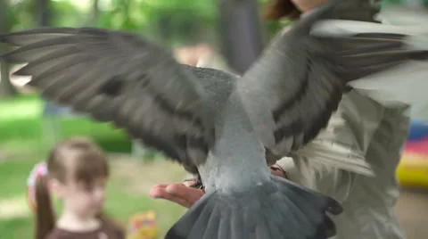 Pigeons eating with hands Video stock 64900282
