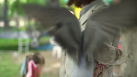Pigeons eating with hands Stock Footage 64900430