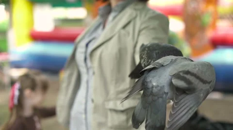 Pigeons eating with hands Stock Footage 64900495