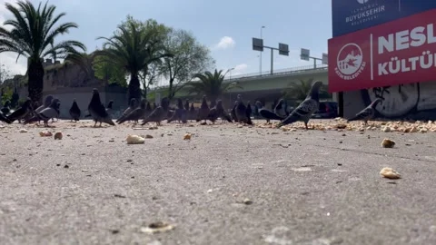 Pigeons eating from leftover bread crumbs Stock Footage 272965816