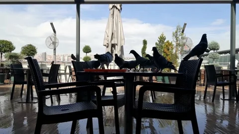 Pigeons eating leftovers on the table Stock-Footage 156327377