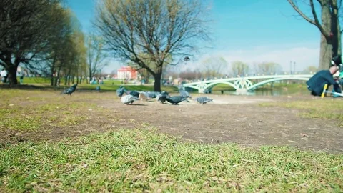 Pigeons eating millet, bread at a park. Blurry background. Birds are resting 動画素材 75867598