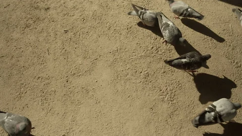 Pigeons Eating in a Park Stock Footage 234205175