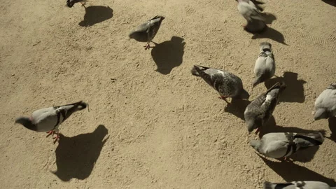 Pigeons Eating in a Park Stock Footage 234205210