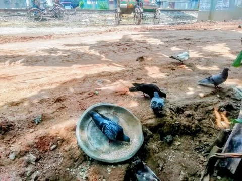 Pigeons Eating Stock Photos