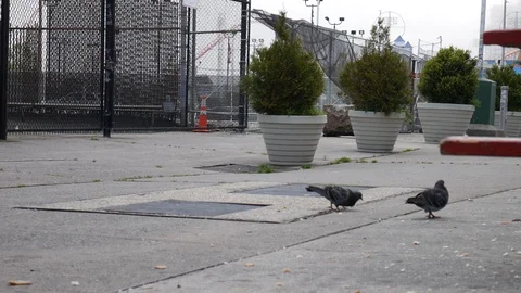 Pigeons Eating Random Stuff On The Floor Outdoor Lunch Area Stock Footage 129581066