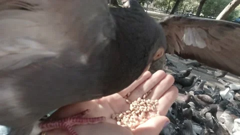 Pigeons Eating Seed From The Hand Stock Footage 151389587