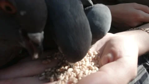 Pigeons Eating Seed From The Hand Stockbeeldmateriaal 151389636