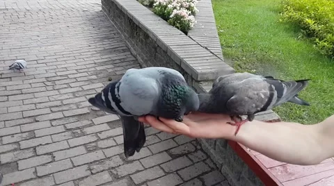 Pigeons eating seeds from hand Stock Footage 65794885